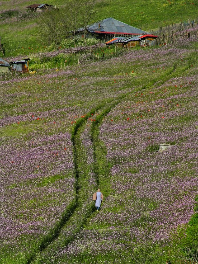 Photograph by Arsalan mohamadniya