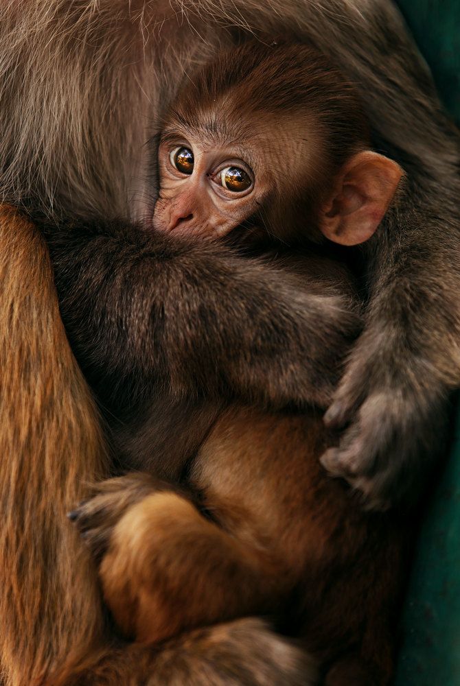 Photograph by Ahmad El Hanjoul