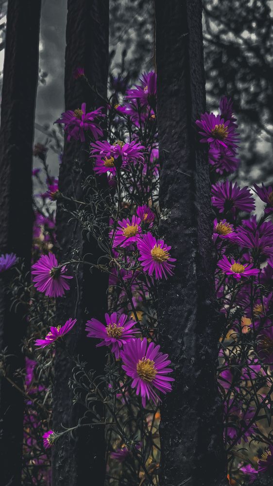 Фотография автора Алёна Кудряшова