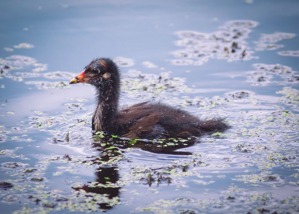 Photograph by Olga Snai