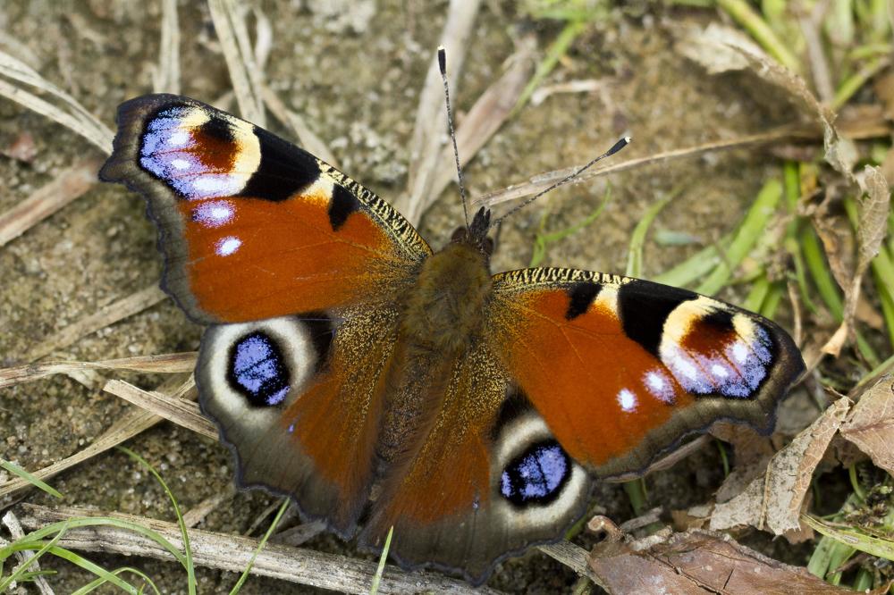 Photograph by Аlessandro