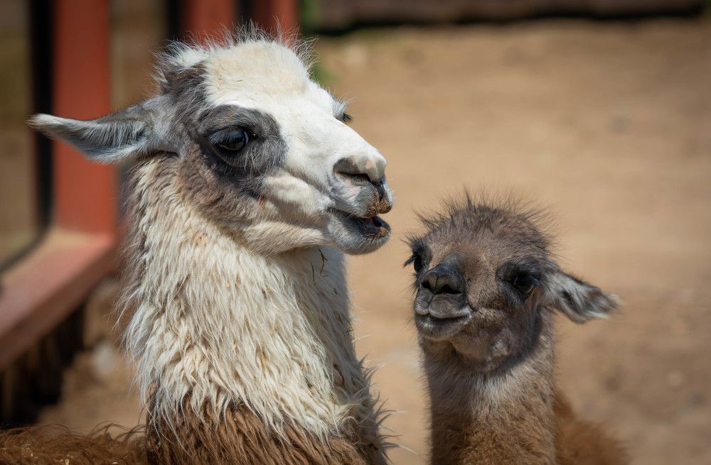 Photograph by Диана Бородзе