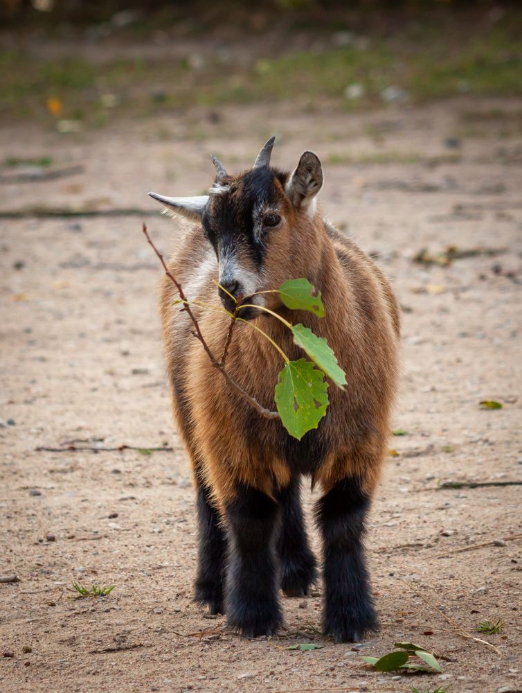 Photograph by Диана Бородзе