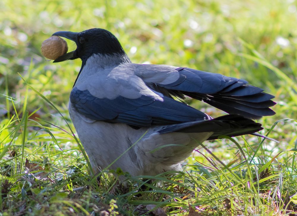 Фотография автора Ирина Шипунова