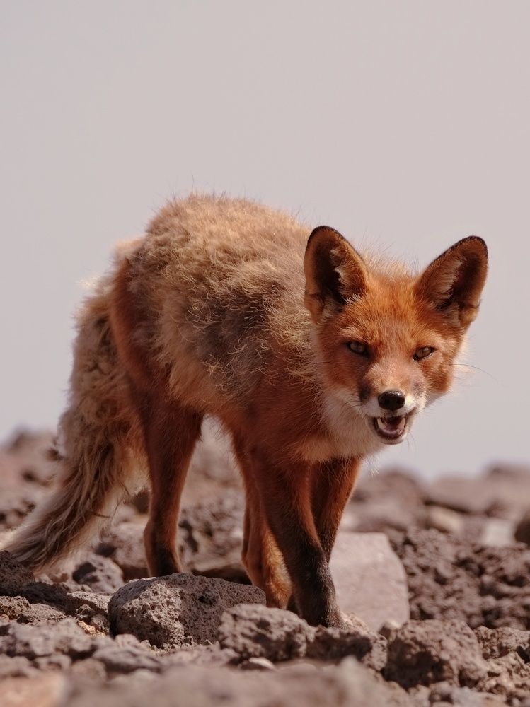 Фотография автора Ketov Vladimir