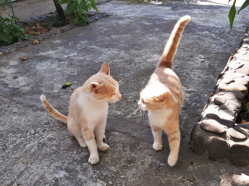 Я пройду первым!