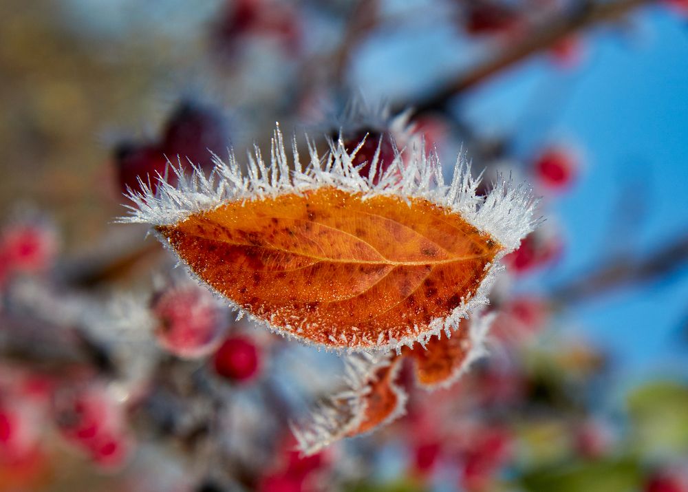 Поцелуй осени.