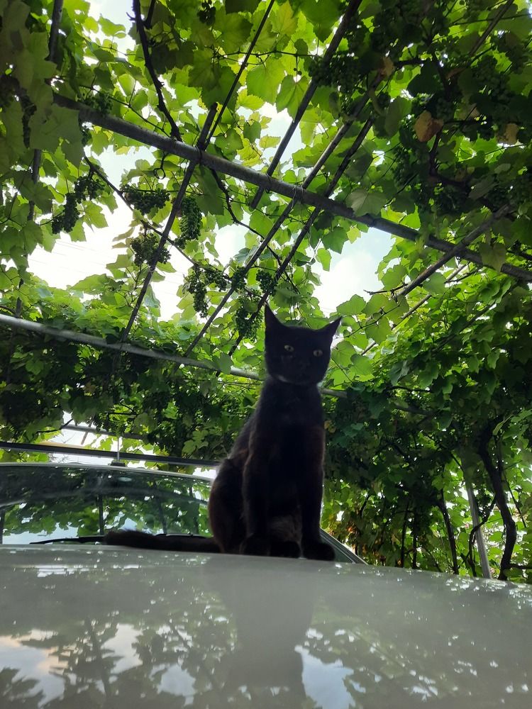 Фотография автора Ева Евстропова