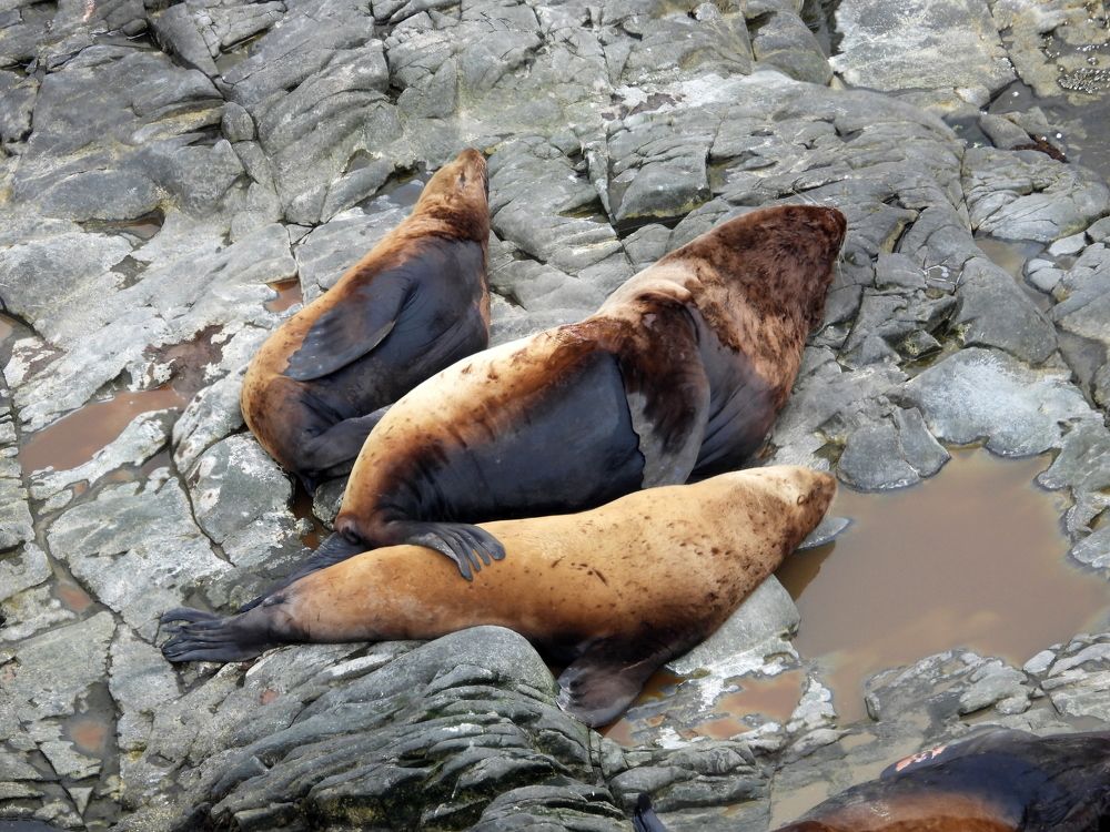 Photograph by Елена Барканова