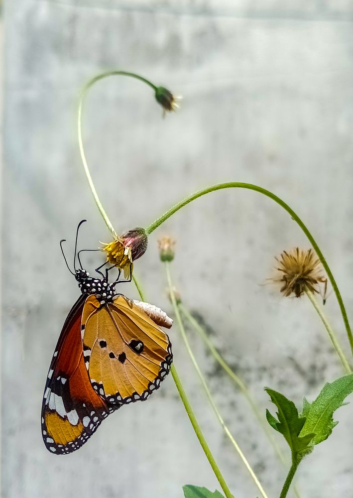 Photograph by Kamal Bhattacharjya
