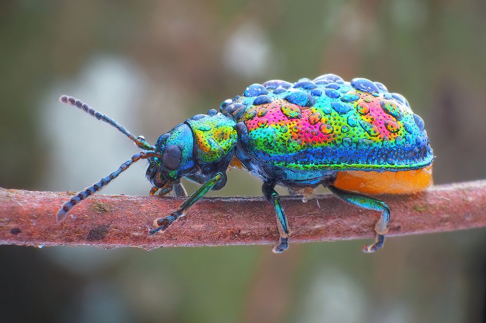 Photograph by Chen-You Li