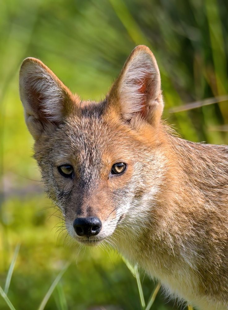 Фотография автора محمد سعد أبو أبراهم