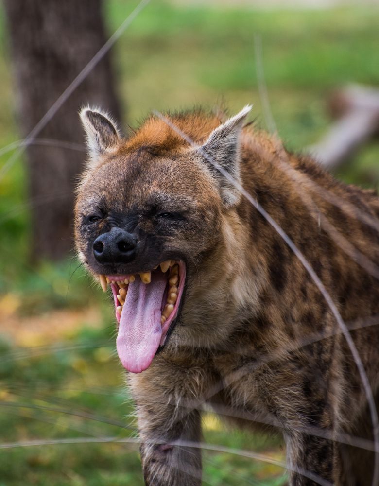 Фотография автора Syeda Fahamida