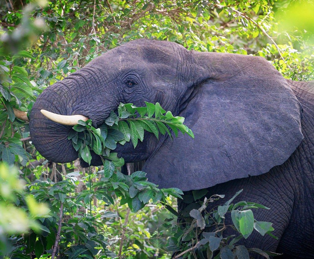 Фотография автора Елена Кабенкина