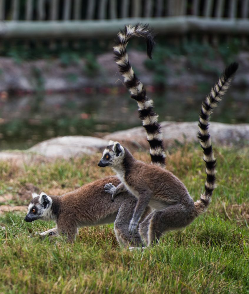 Фотография автора Syeda Fahamida