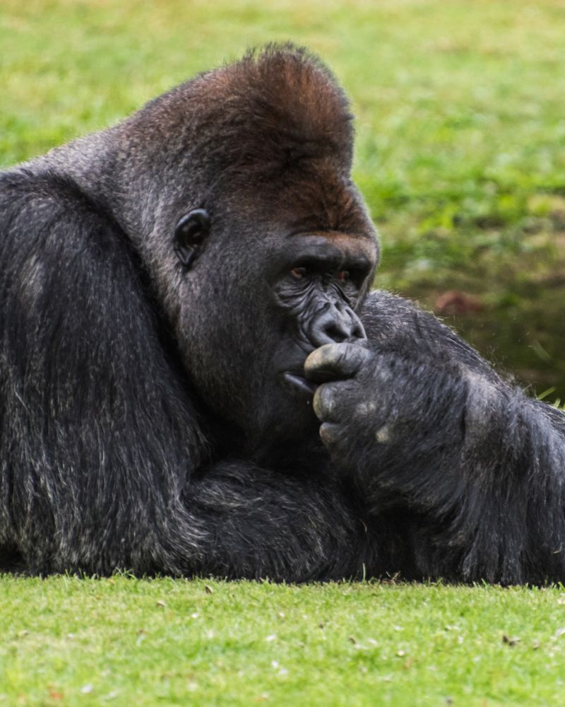 Фотография автора Syeda Fahamida