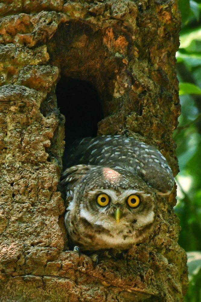 Фотография автора Avijit datta