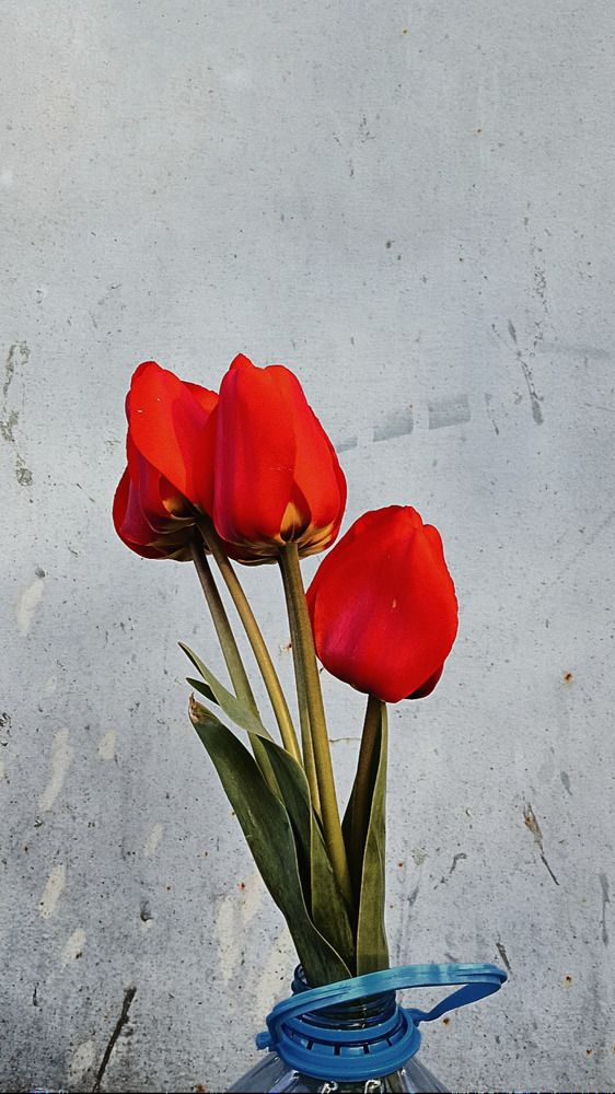 Photograph by Татьяна Леонова