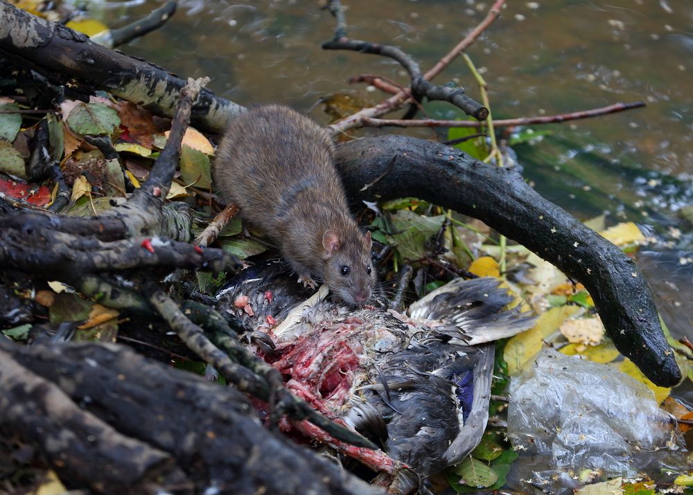 Photograph by Станислав Вершинин