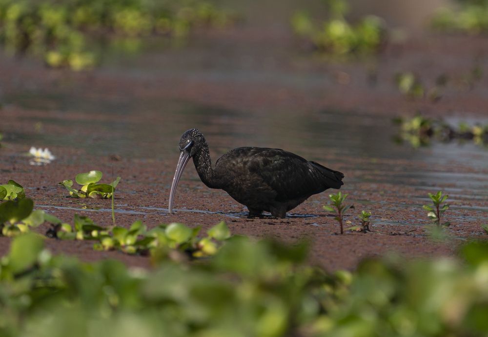 Photograph by mantosh kumar