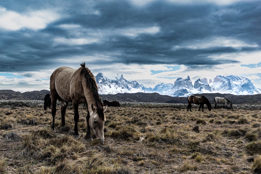 Wild horses in Patagonia