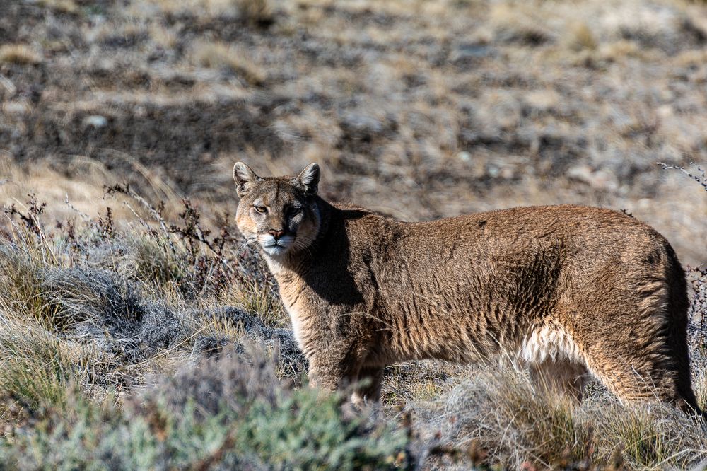 A puma in Torres del Paine stop and looking at me
