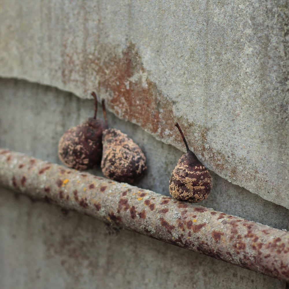 Дамы в коричневом.