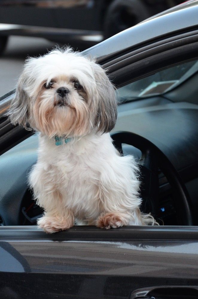 Блондинка за рулем