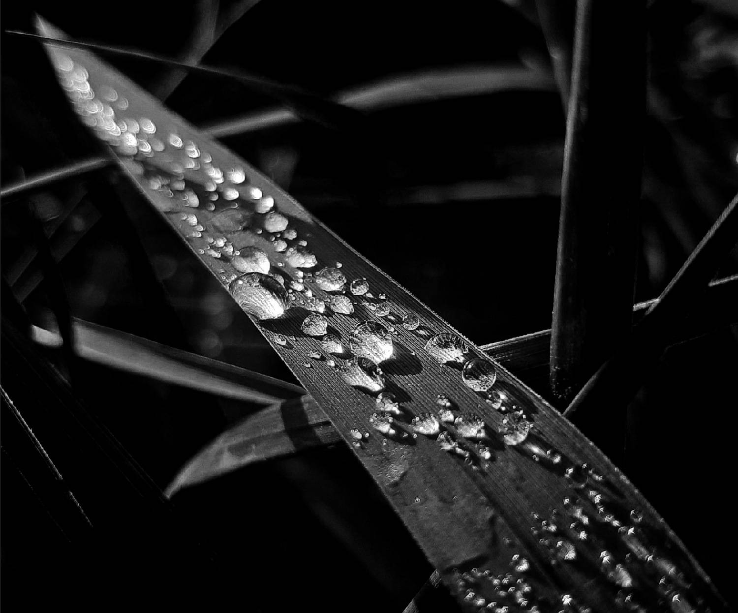 Photo #9828701