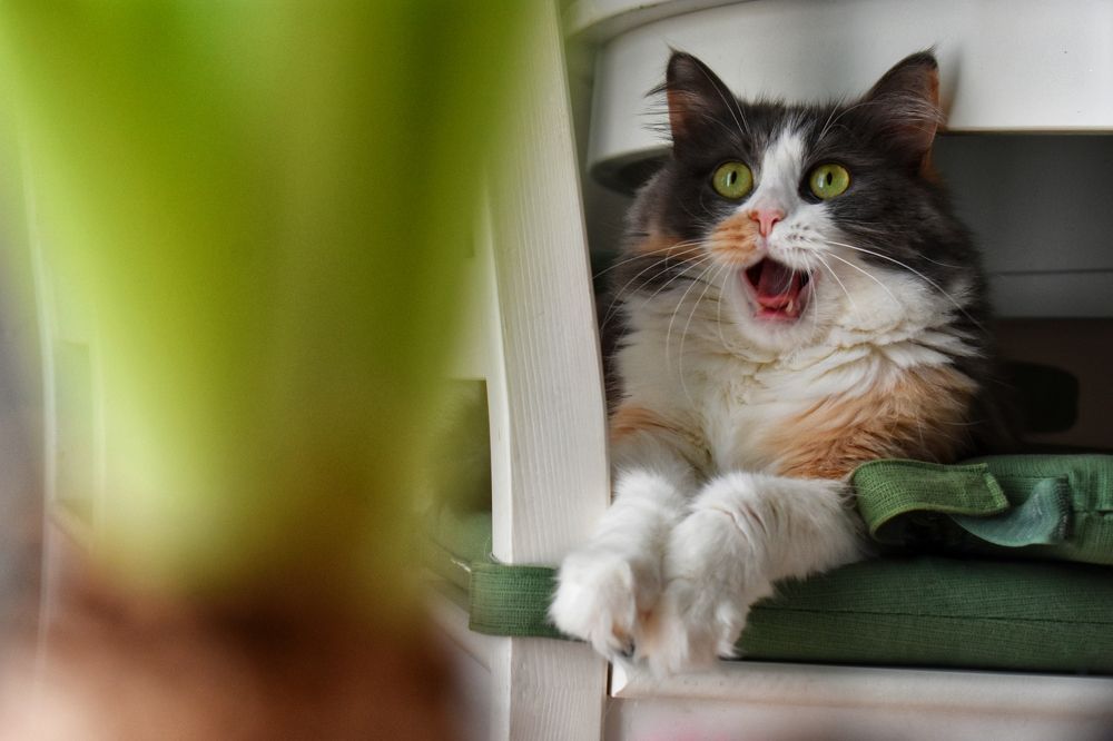 Фотография автора Екатерина Круглик