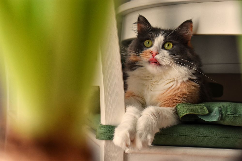 Фотография автора Екатерина Круглик