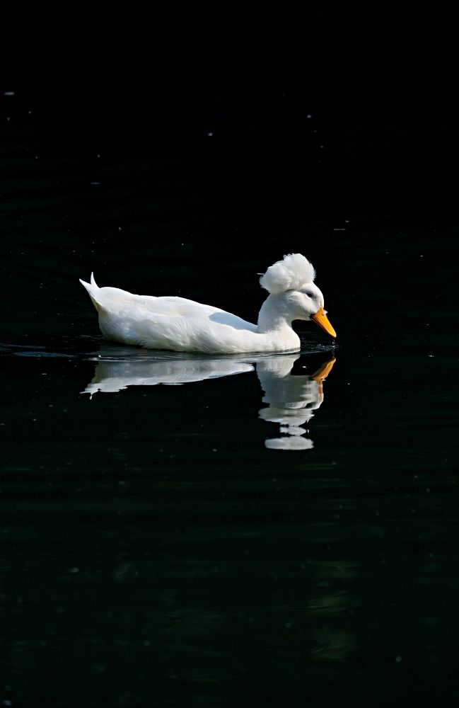 Photograph by Татьяна Глебова