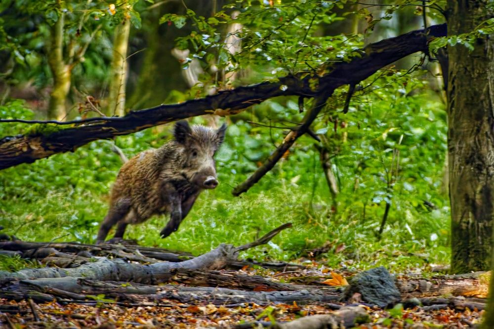 Фотография автора Ketov Vladimir