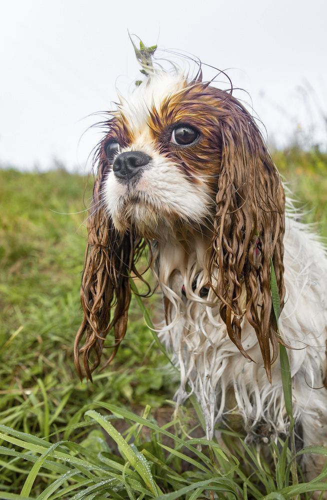 Мокрая шубка