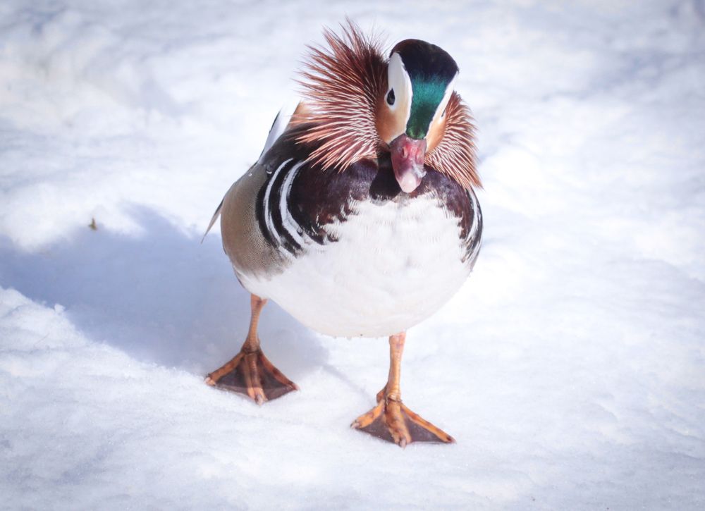 Фотография автора Elena Ku