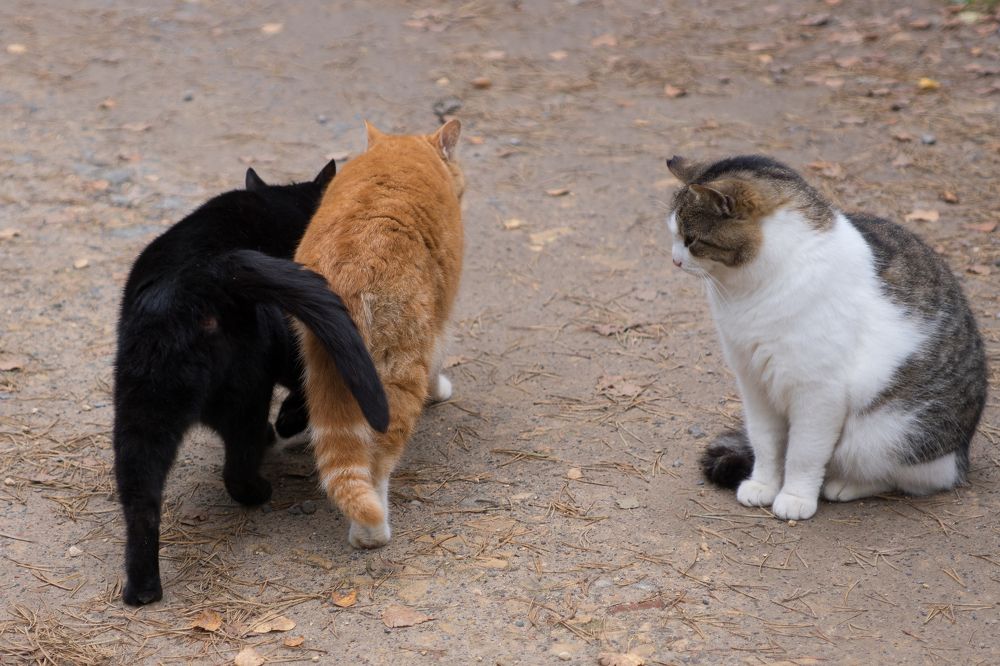 Photograph by Светлана Давыдова