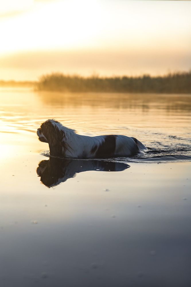 Лохнесское чудо - существует)