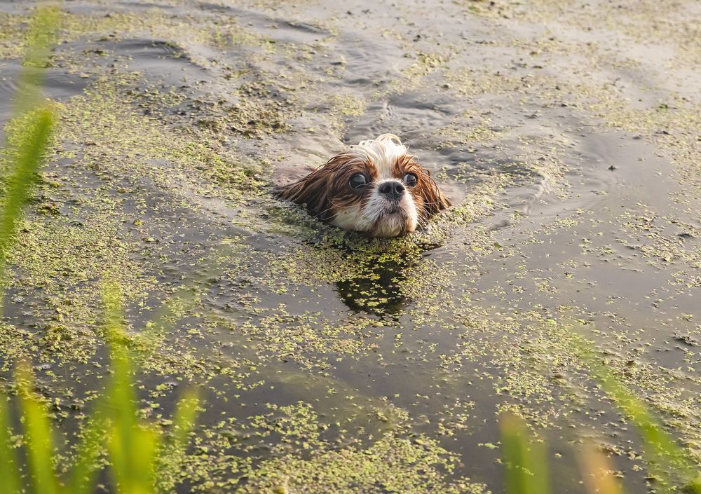 купаясь по ряске