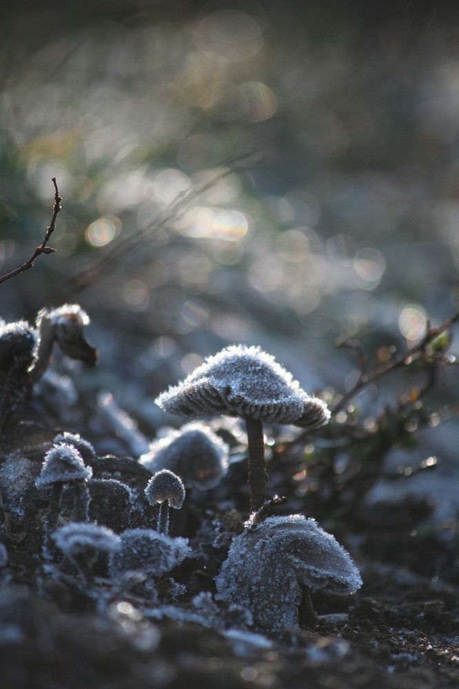 Фотография автора Татьяна Шебаршенко