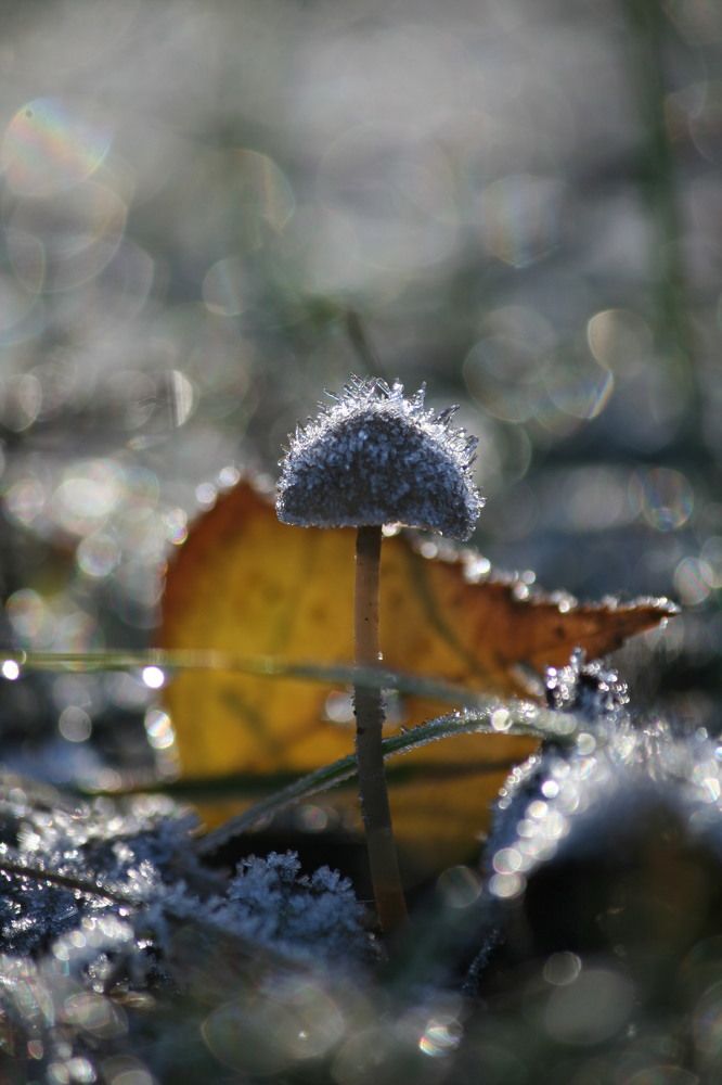 Фотография автора Татьяна Шебаршенко