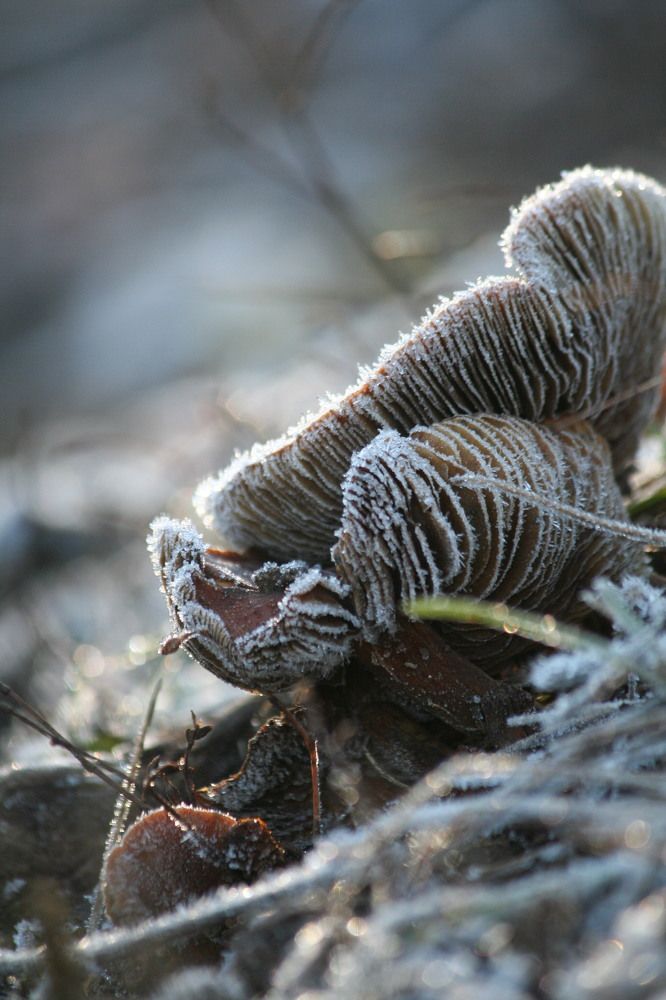 Фотография автора Татьяна Шебаршенко