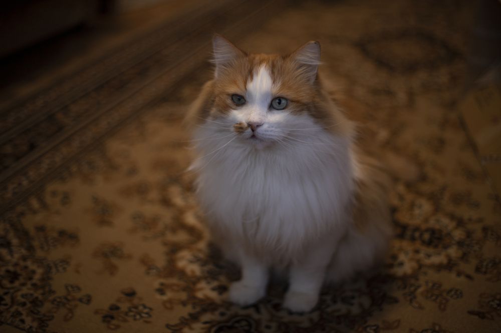 Photograph by Полина Шаронова