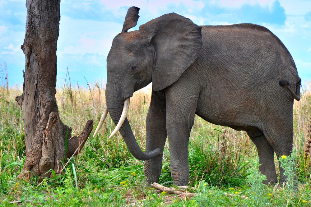Африканский слон