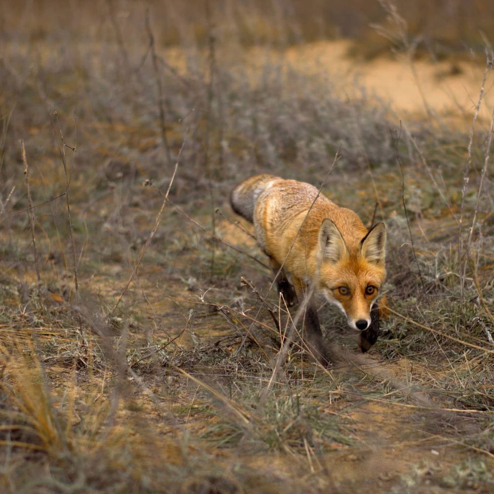 Фотография автора Елена Ефименко