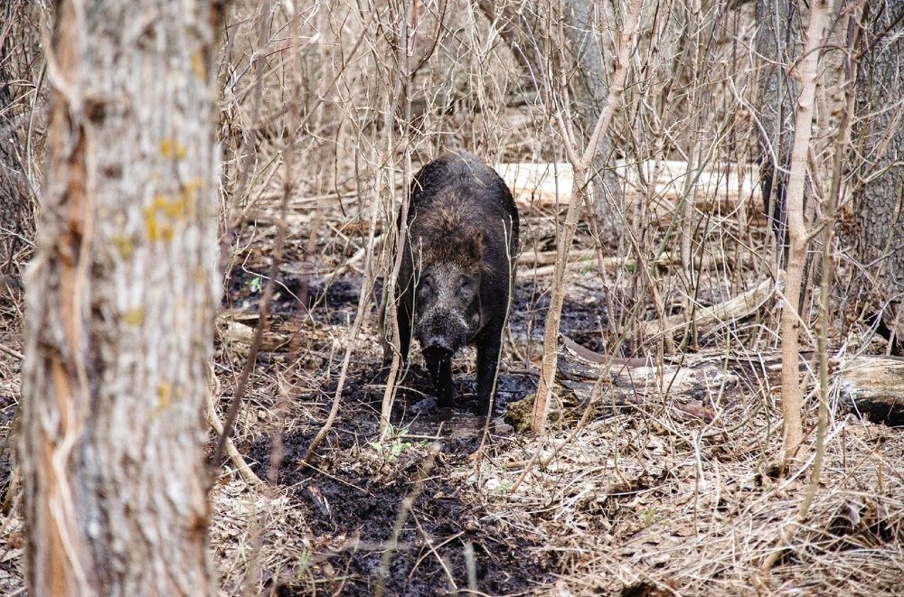 Фотография автора Елена Ефименко