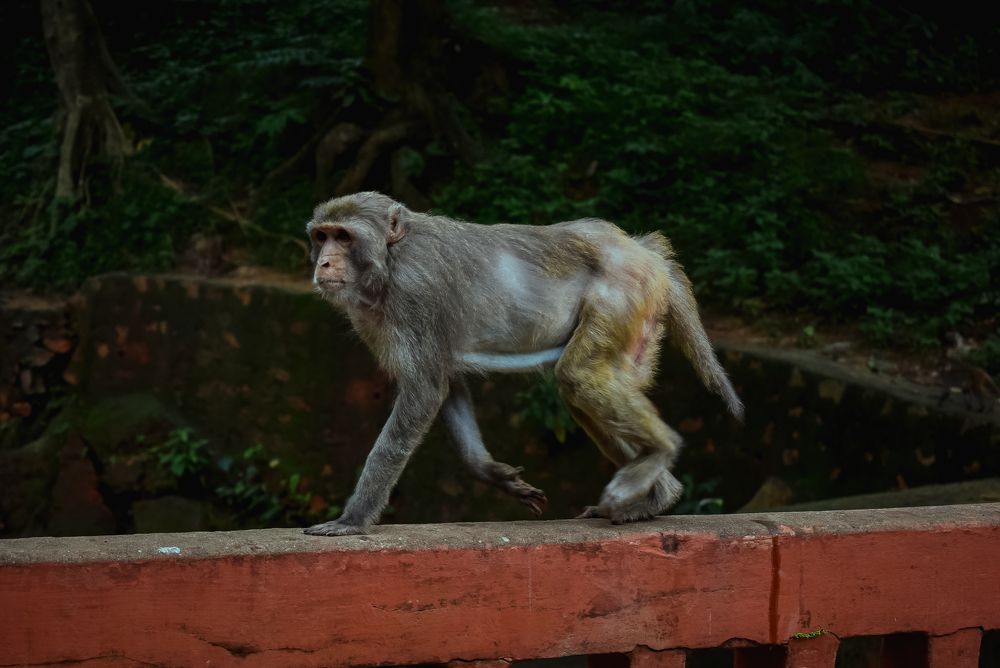 Photograph by DEBRAJ PURKAYASTHA