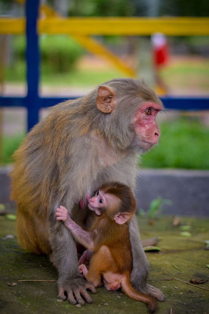 Photograph by DEBRAJ PURKAYASTHA