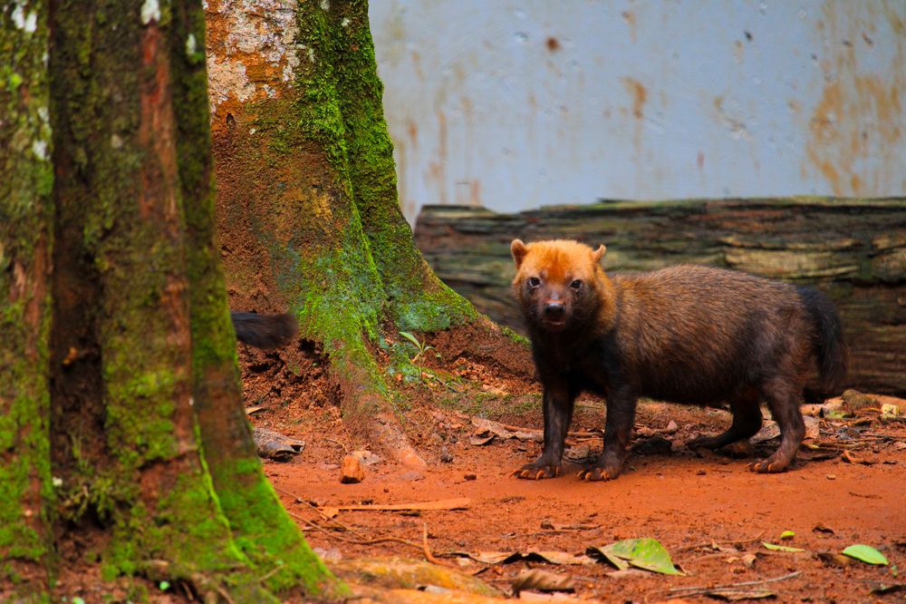Photograph by Marcello França