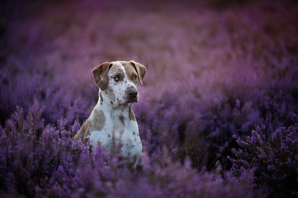 Photograph by Elke Braet