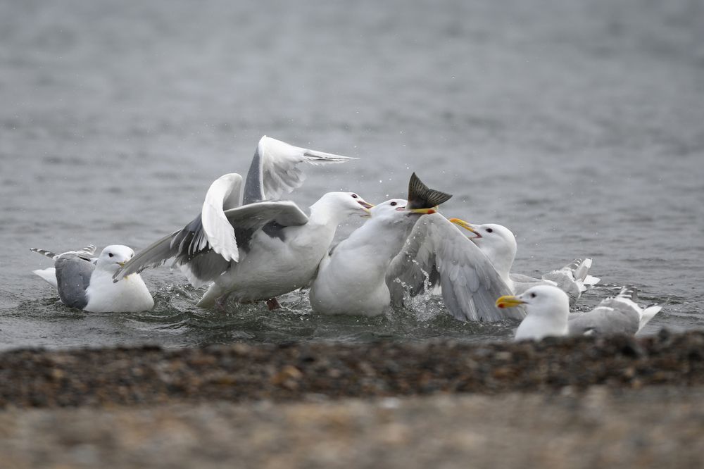 Photograph by Наталья Поспелова